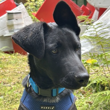 Собаки в добрые руки - Рольф - 3