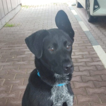 Собаки в добрые руки - Рольф - 4