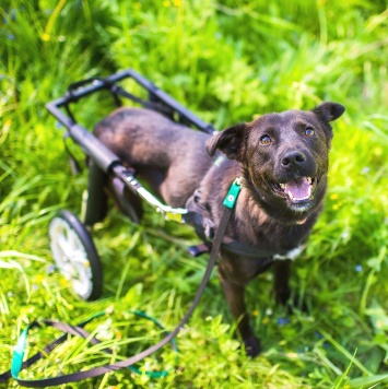 Собаки в добрые руки - Кения