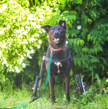 Собаки в добрые руки - Кения - 1