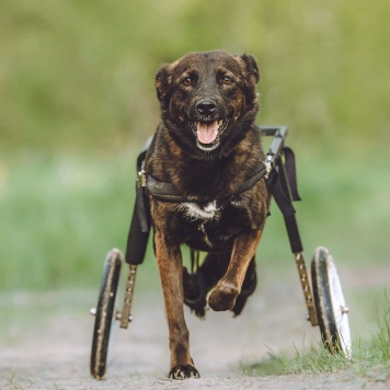 Собаки в добрые руки - Кения - 2