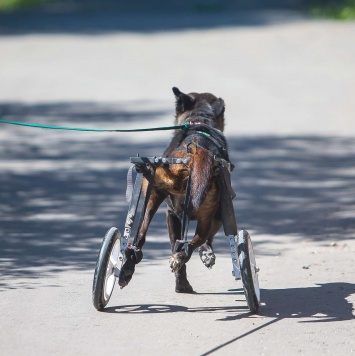 Собаки в добрые руки - Кения - 3