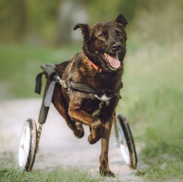 Собаки в добрые руки - Кения - 4