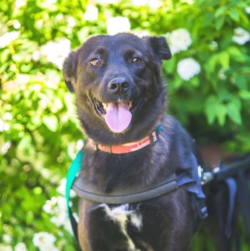 Собаки в добрые руки - Кения - 5