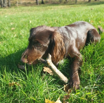 Собаки в добрые руки - Брют