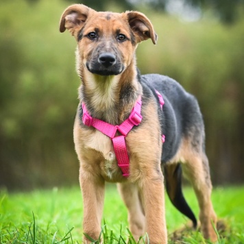 Собаки в добрые руки - Бинго