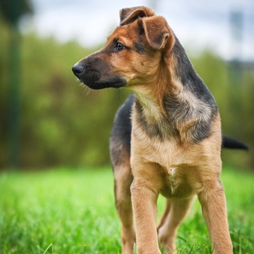 Собаки в добрые руки - Бинго - 1