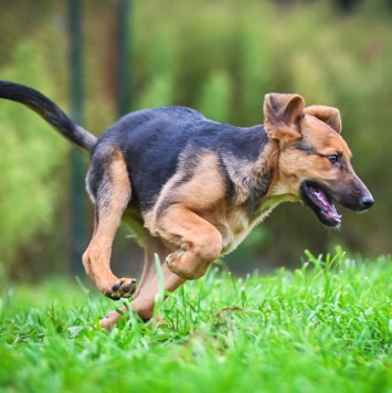 Собаки в добрые руки - Бинго - 2