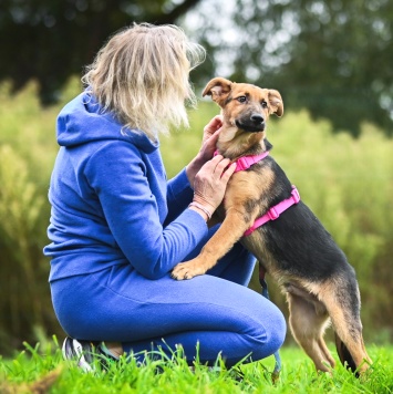 Собаки в добрые руки - Бинго - 3