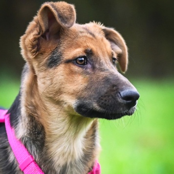 Собаки в добрые руки - Бинго - 4