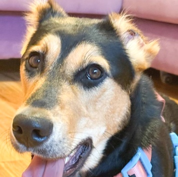 Собаки в добрые руки - Молли