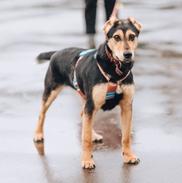 Собаки в добрые руки - Молли