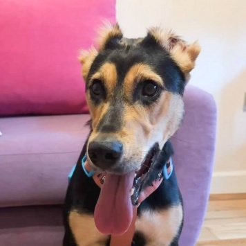 Собаки в добрые руки - Молли - 1