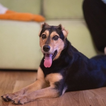 Собаки в добрые руки - Молли - 1