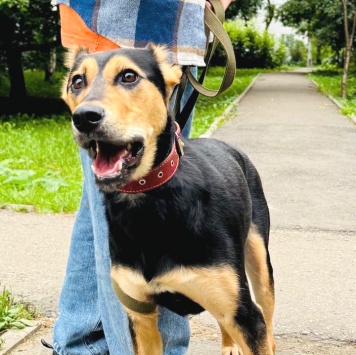 Собаки в добрые руки - Молли - 2