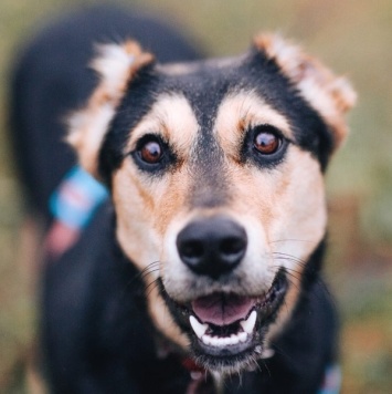 Собаки в добрые руки - Молли - 2