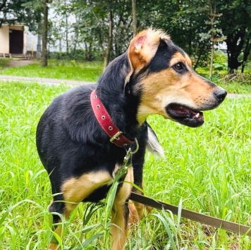 Собаки в добрые руки - Молли - 4