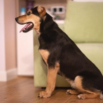 Собаки в добрые руки - Молли - 4