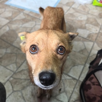 Собаки в добрые руки - Эльза - 1