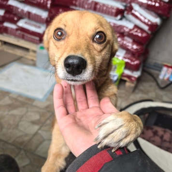 Собаки в добрые руки - Эльза - 2