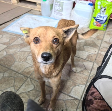 Собаки в добрые руки - Эльза - 3