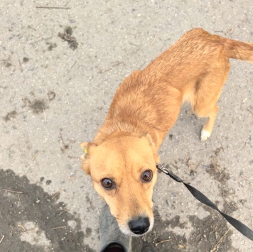 Собаки в добрые руки - Эльза - 4