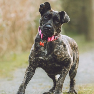 Собаки в добрые руки - Миранда - 1