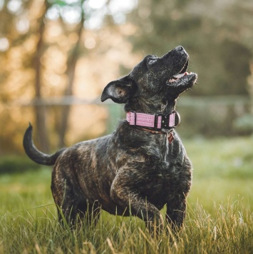 Собаки в добрые руки - Миранда - 2