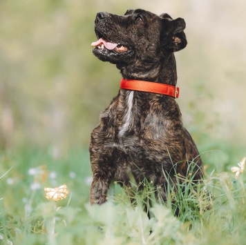 Собаки в добрые руки - Миранда - 3