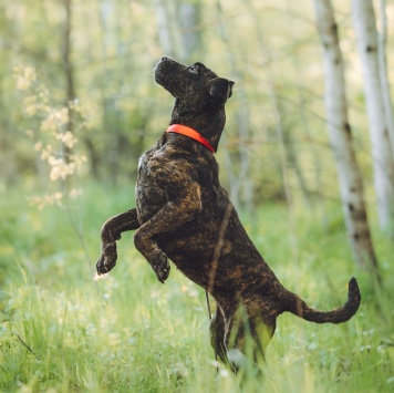 Собаки в добрые руки - Миранда - 4