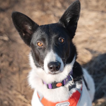 Собаки в добрые руки - Кая