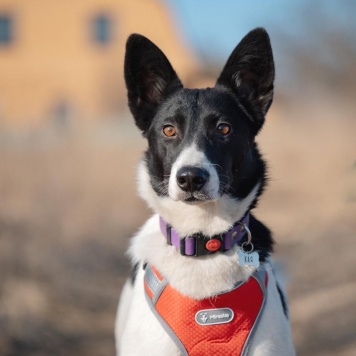 Собаки в добрые руки - Кая - 2