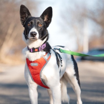 Собаки в добрые руки - Кая - 3