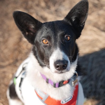 Собаки в добрые руки - Кая - 4