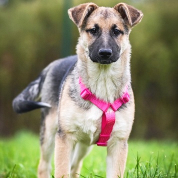 Собаки в добрые руки - Белла