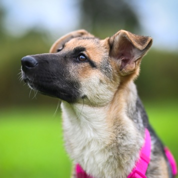 Собаки в добрые руки - Белла - 1