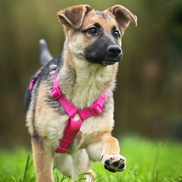 Собаки в добрые руки - Белла - 2