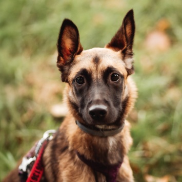 Собаки в добрые руки - Пинки