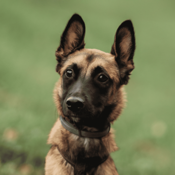 Собаки в добрые руки - Пинки - 1