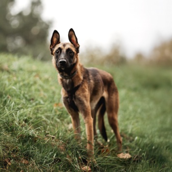 Собаки в добрые руки - Пинки - 2