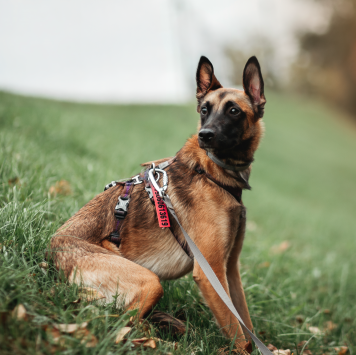 Собаки в добрые руки - Пинки - 3