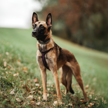 Собаки в добрые руки - Пинки - 4