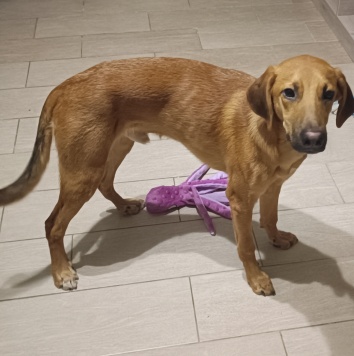 Собаки в добрые руки - Кринж