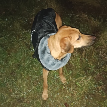 Собаки в добрые руки - Кринж - 1