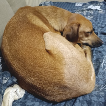 Собаки в добрые руки - Кринж - 2