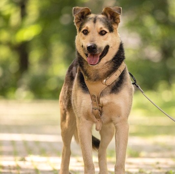 Собаки в добрые руки - Барри