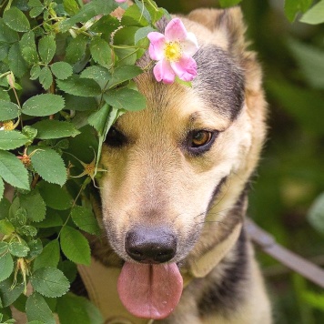 Собаки в добрые руки - Барри - 1
