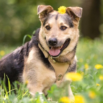Собаки в добрые руки - Барри - 2