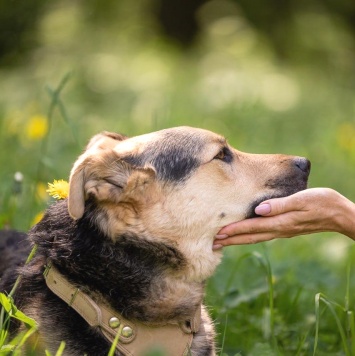 Собаки в добрые руки - Барри - 3