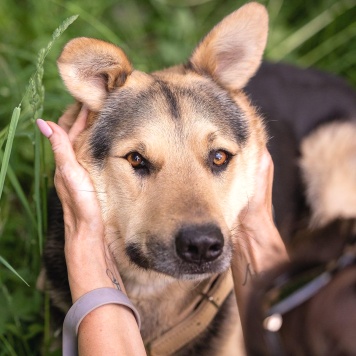 Собаки в добрые руки - Барри - 4